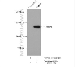 Raptor Mouse Monoclonal Antibody, Proteintech Unconjugated; 150 &mu;L:Antibodies,