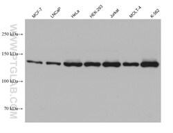 Raptor Mouse Monoclonal Antibody, Proteintech Unconjugated; 150 &mu;L:Antibodies,