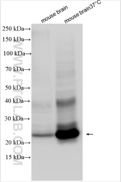 SCAMP5 Rabbit Polyclonal Antibody, Proteintech Unconjugated; 150 &mu;L:Antibodies,