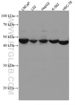 SCLY Mouse Monoclonal Antibody, Proteintech