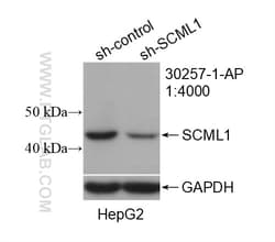 SCML1 Rabbit Polyclonal Antibody, Proteintech