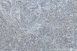 Syntenin-1 Mouse anti-Human, Clone: 2B1A9, Proteintech 20 &mu;L; Unconjugated:Antibodies,