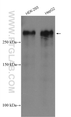 SEC16A Rabbit Polyclonal Antibody, Proteintech Unconjugated; 150 &mu;L:Antibodies,