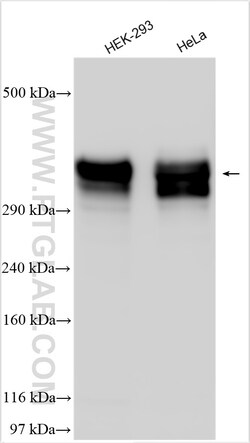 SEC16A Rabbit Polyclonal Antibody, Proteintech Unconjugated; 150 &mu;L:Antibodies,