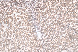 SEC22C Rabbit Polyclonal Antibody, Proteintech:Antibodies:Primary Antibodies