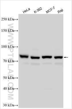 SEC23B Rabbit Polyclonal Antibody, Proteintech:Antibodies:Primary Antibodies