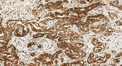 SEL1L Rabbit Polyclonal Antibody, Proteintech Unconjugated; 20 &mu;L:Antibodies,