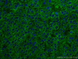 SERBP1 Mouse Monoclonal Antibody, Proteintech Unconjugated; 20 &mu;L:Anticorps,