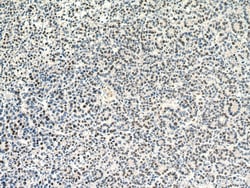 SERBP1 Mouse Monoclonal Antibody, Proteintech Unconjugated; 20 &mu;L:Anticorps,