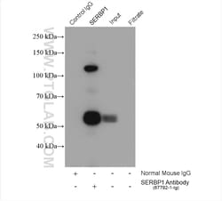 SERBP1 Mouse Monoclonal Antibody, Proteintech Unconjugated; 20 &mu;L:Anticorps,