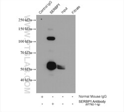 SERBP1 Mouse Monoclonal Antibody, Proteintech Unconjugated; 20 &mu;L:Anticorps,