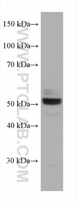SERBP1 Mouse Monoclonal Antibody, Proteintech Unconjugated; 20 &mu;L:Anticorps,