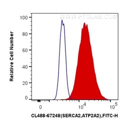 CoraLite Plus 488-conjugated SERCA2,ATP2A2 Mouse Monoclonal Antibody, Proteintech:Antibodies:Primary