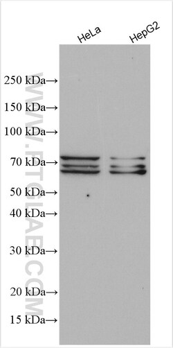 SF1 Rabbit Polyclonal Antibody, Proteintech Unconjugated; 20 &mu;L:Anticorps,