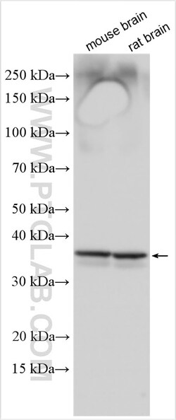 SFXN5 Rabbit Polyclonal Antibody, Proteintech Unconjugated; 150 &mu;L:Antibodies,