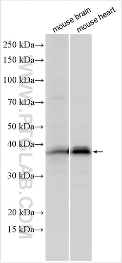 SGCZ Rabbit Polyclonal Antibody, Proteintech Unconjugated; 150 &mu;L:Antibodies,