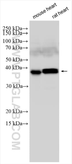 SGCZ Rabbit Polyclonal Antibody, Proteintech Unconjugated; 150 &mu;L:Antibodies,