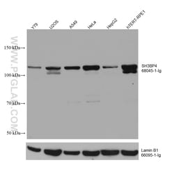 SH3BP4 Mouse Monoclonal Antibody, Proteintech:Antibodies:Primary Antibodies