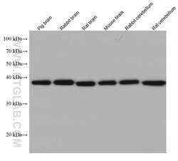 Endophilin 1 Mouse Monoclonal Antibody, Proteintech Unconjugated; 20 &mu;L:Antibodies,