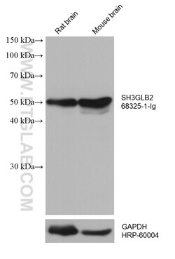 SH3GLB2 Mouse Monoclonal Antibody, Proteintech:Antibodies:Primary Antibodies