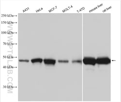 SHMT1 Rabbit Polyclonal Antibody, Proteintech Unconjugated; 20 &mu;L:Antibodies,