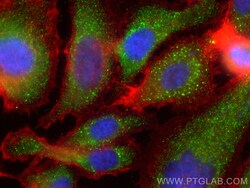 CoraLite Plus 488-conjugated SIAE Mouse Monoclonal Antibody, Proteintech