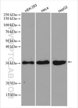 SIRT3 Rabbit anti-Human, Polyclonal, Proteintech:Antibodies:Primary Antibodies