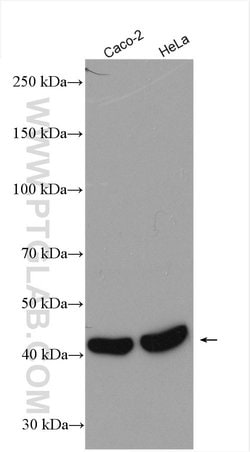SIRT7 Rabbit anti-Human, Polyclonal, Proteintech 150 &mu;L; Unconjugated:Antibodies,