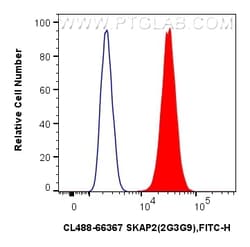 CoraLite Plus 488-conjugated SKAP2 Mouse Monoclonal Antibody, Proteintech