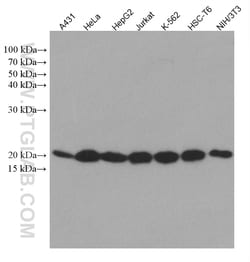 SKP1 Mouse Monoclonal Antibody, Proteintech Unconjugated; 150 &mu;L:Antibodies,