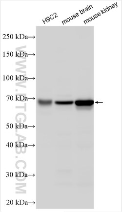 SLC22A24 Rabbit Polyclonal Antibody, Proteintech 20 &mu;L | Buy Online | Proteintech | Fisher Scientific