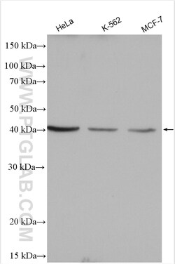 SLC25A32 Rabbit Polyclonal Antibody, Proteintech Unconjugated; 20 &mu;L:Antibodies,