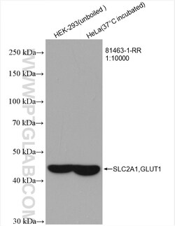 GLUT1 Rabbit Recombinant Antibody, Proteintech Unconjugated; 100 &mu;L:Antibodies