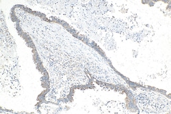 SLC30A2 Mouse Monoclonal Antibody, Proteintech Unconjugated; 150 &mu;L:Antibodies,