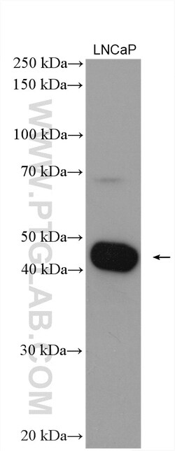 ZNT4 Rabbit Polyclonal Antibody, Proteintech:Antibodies:Primary Antibodies