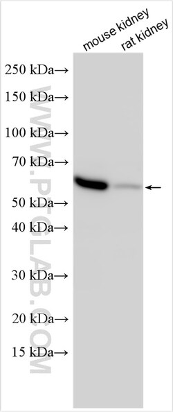 SLC36A2 Rabbit Polyclonal Antibody, Proteintech:Antibodies:Primary Antibodies