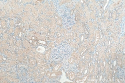 SLC43A1 Rabbit Polyclonal Antibody, Proteintech:Antibodies:Primary Antibodies