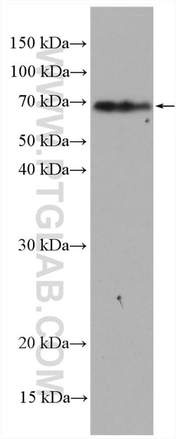 SLC6A11 Rabbit Polyclonal Antibody, Proteintech Unconjugated; 150 &mu;L:Antibodies,