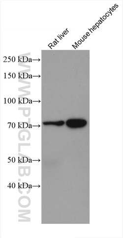 SLC6A12 Mouse Monoclonal Antibody, Proteintech:Antibodies:Primary Antibodies