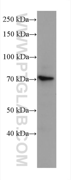 SLC6A12 Mouse Monoclonal Antibody, Proteintech