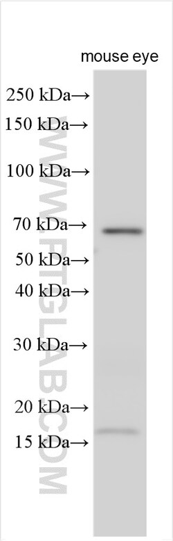 SLC6A6/TAUT Rabbit Polyclonal Antibody, Proteintech Unconjugated; 150 &mu;L:Antibodies,