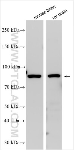 SLC7A2 Rabbit Polyclonal Antibody, Proteintech Unconjugated; 150 &mu;L:Antikörper
