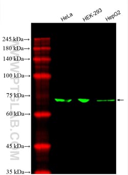 CoraLite Plus 488-conjugated SLC9A9 Mouse Monoclonal Antibody, Proteintech
