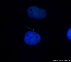 CoraLite Plus 488-conjugated SMO Mouse Monoclonal Antibody, Proteintech