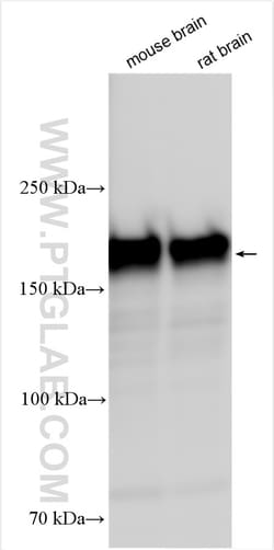 SNAP91 Rabbit Polyclonal Antibody, Proteintech Unconjugated; 20 &mu;L:Antibodies,