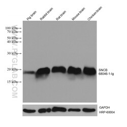 SNCB Mouse Monoclonal Antibody, Proteintech Unconjugated; 20 &mu;L:Antibodies,