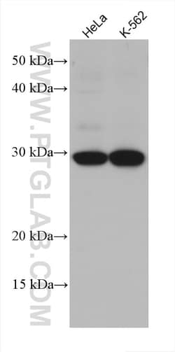 SNF8 Mouse Monoclonal Antibody, Proteintech:Antibodies:Primary Antibodies