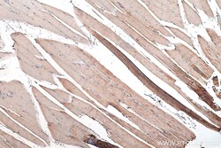 SNN Rabbit Polyclonal Antibody, Proteintech Unconjugated; 20 &mu;L:Antibodies