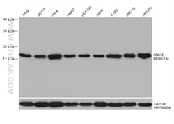 SNX12 Mouse Monoclonal Antibody, Proteintech Unconjugated; 20 &mu;L:Antibodies,