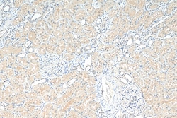 SNX15 Mouse Monoclonal Antibody, Proteintech:Antibodies:Primary Antibodies